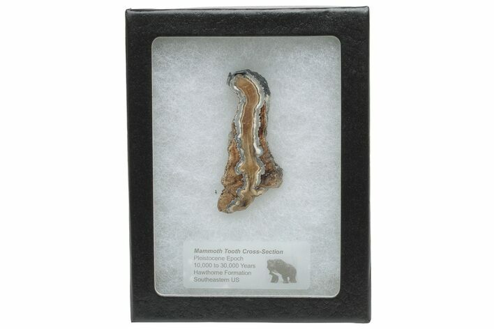Mammoth Molar Slice with Case - South Carolina #230942